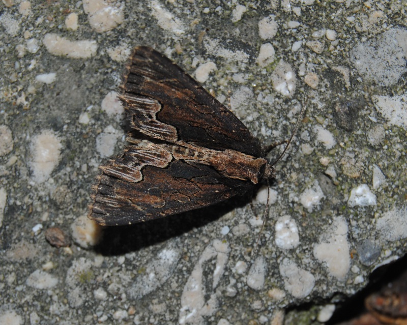 Identificazione - Dypterygia scabriuscula